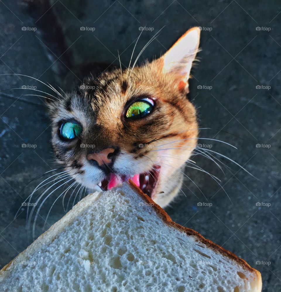 Hungry cat biting at a piece of bread