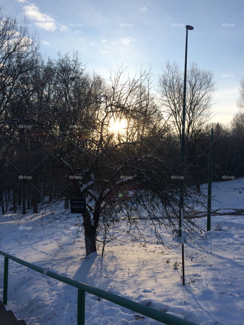 Sunrise through the trees