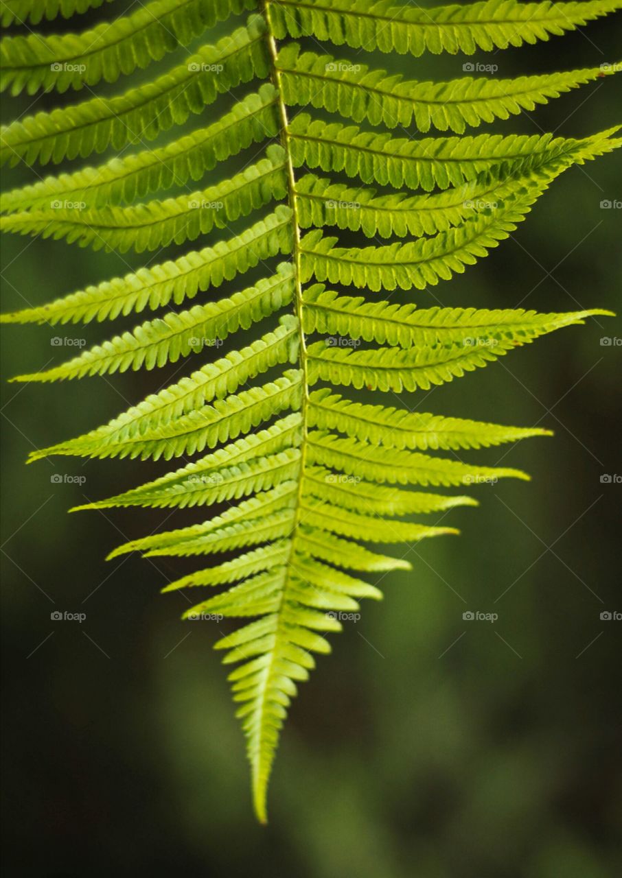 Fern plant leaf texture, close up