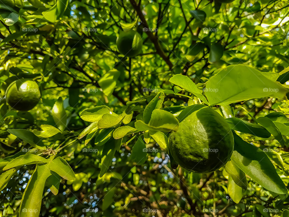 limes in a tree