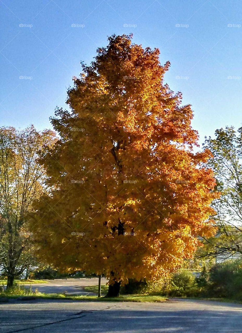 A tree of Fall