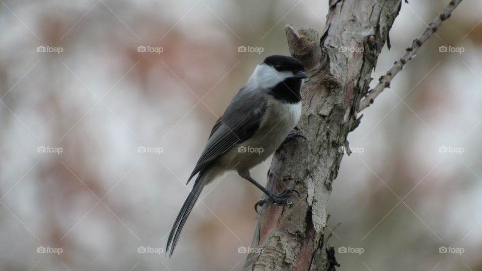 Bird, No Person, Wildlife, Outdoors, Nature