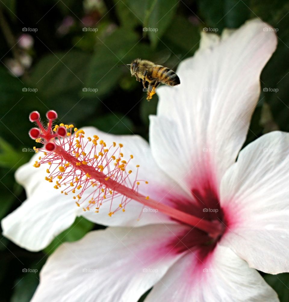 This be is working hard collecting pollen as its bags are full , job well done 