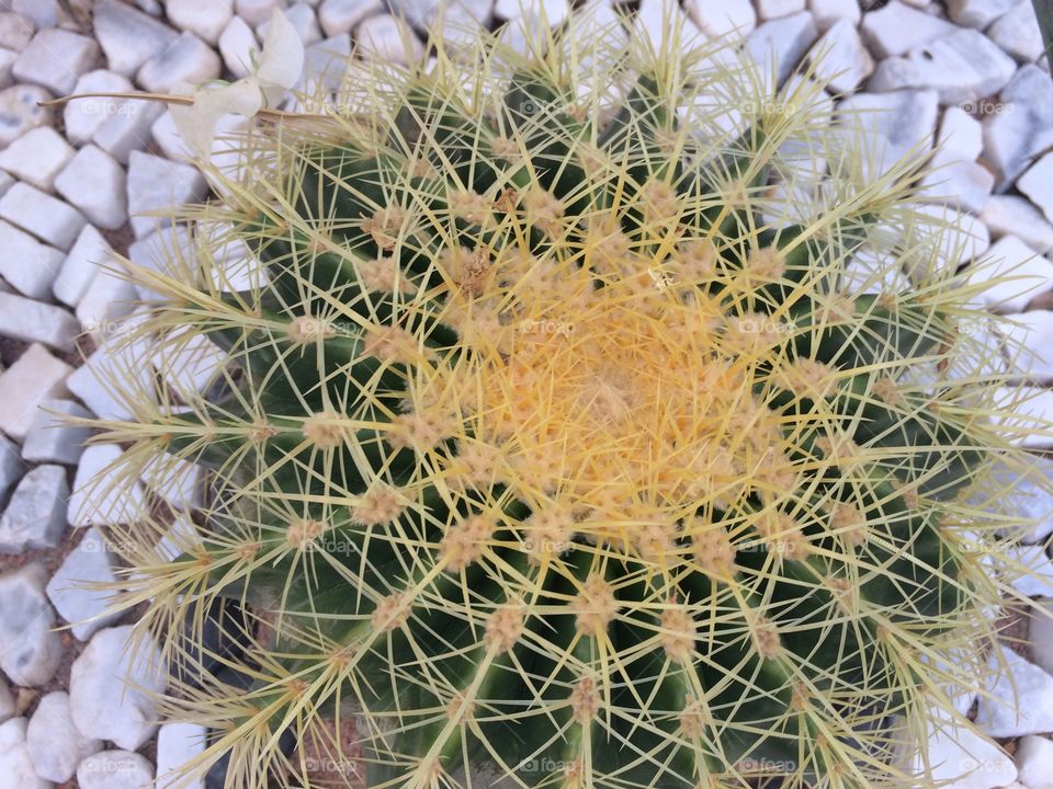 Cactus