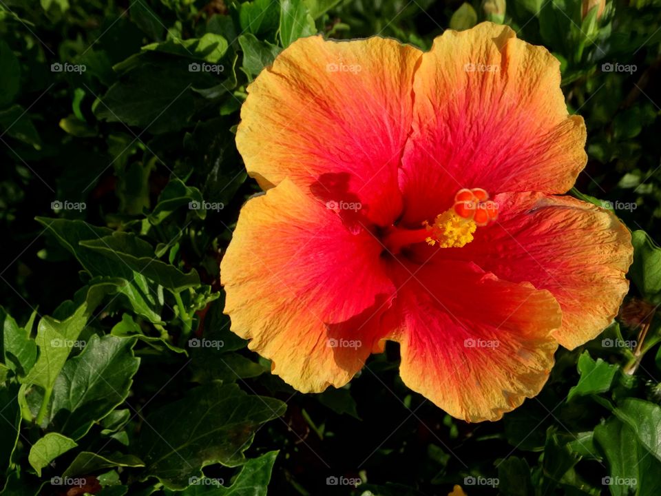 Orange Hibiscus Flower