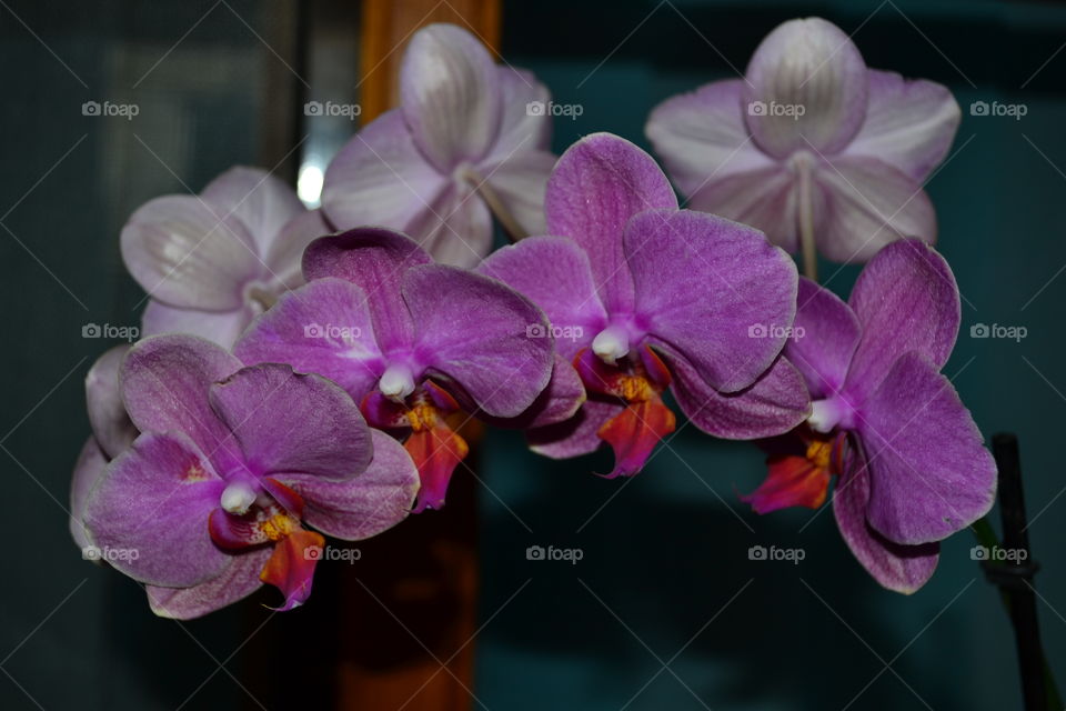 Orchide