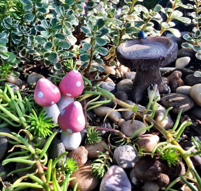 Miniature Mushrooms