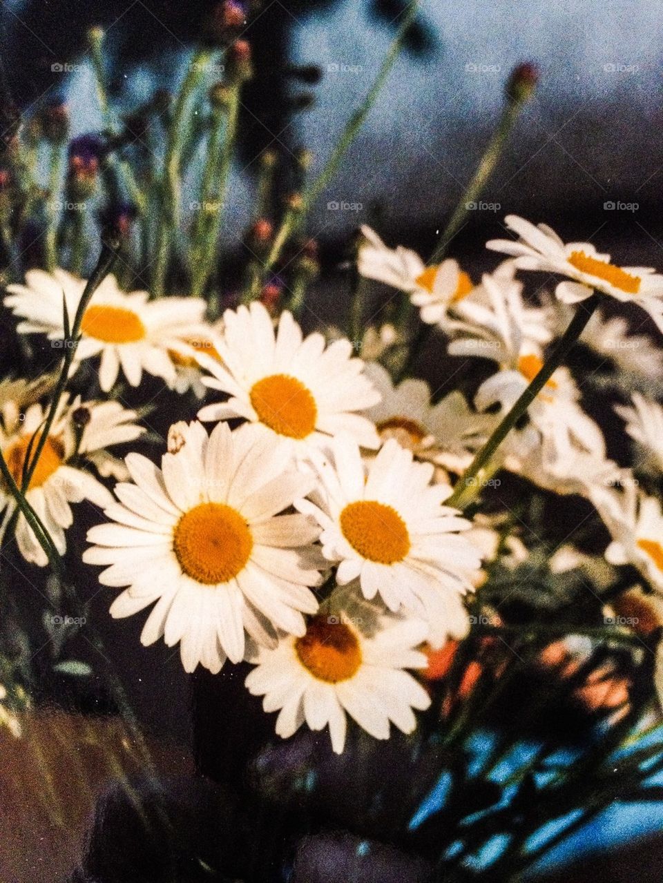 View of daisy flowers