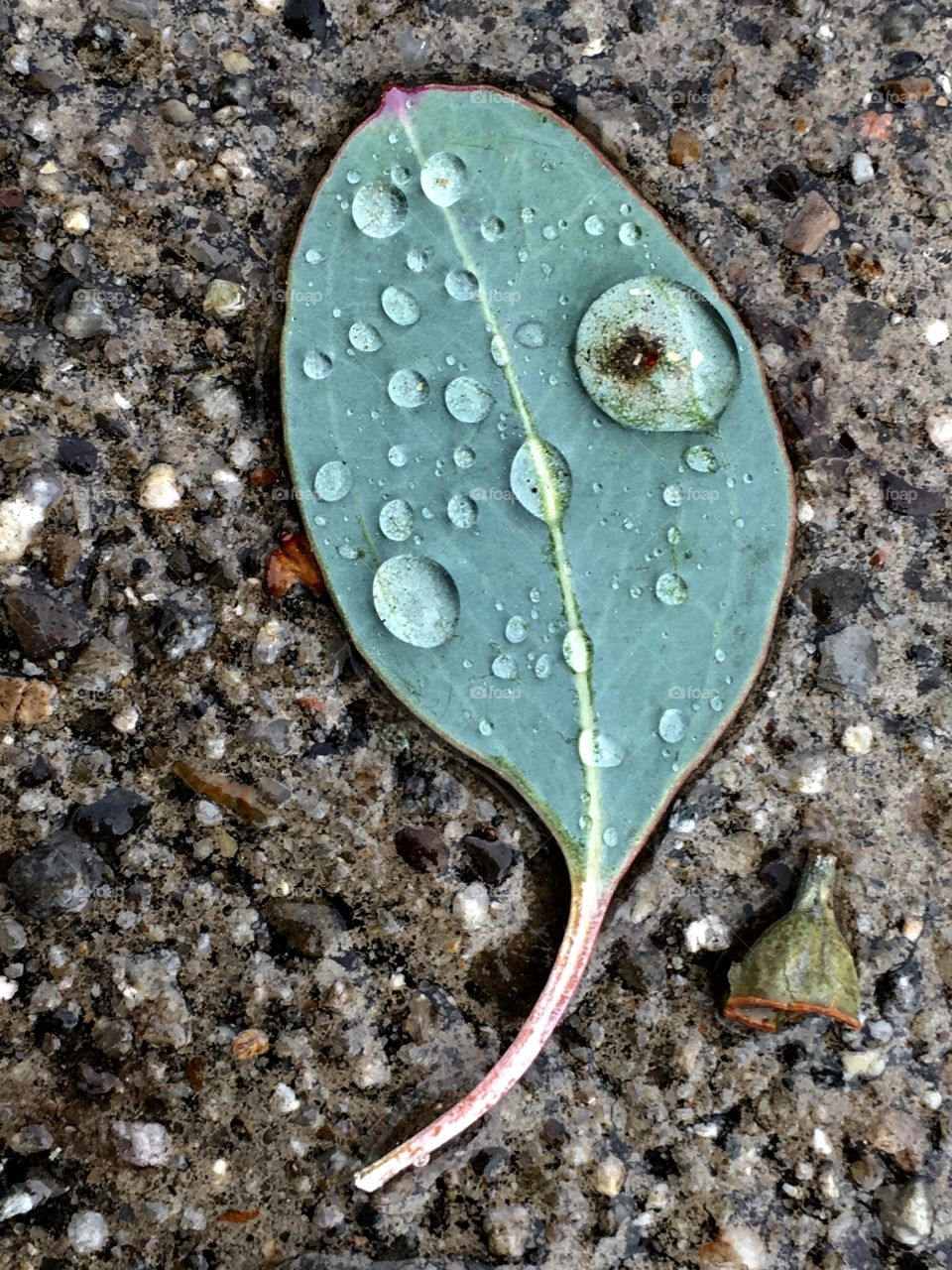 Leaf in the rain