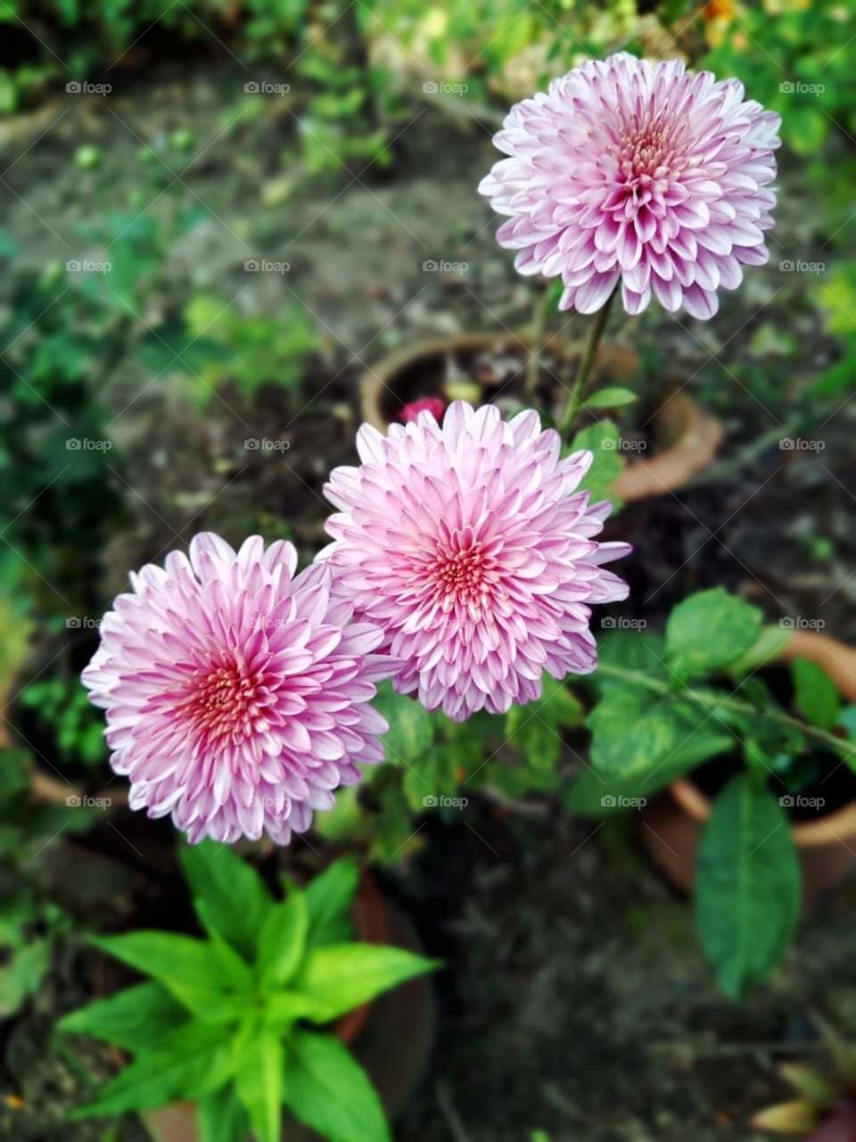 Beauty of my garden..