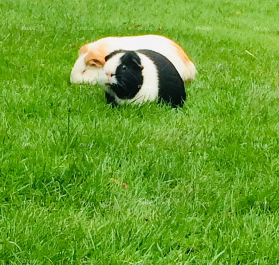 Guinea pigs 