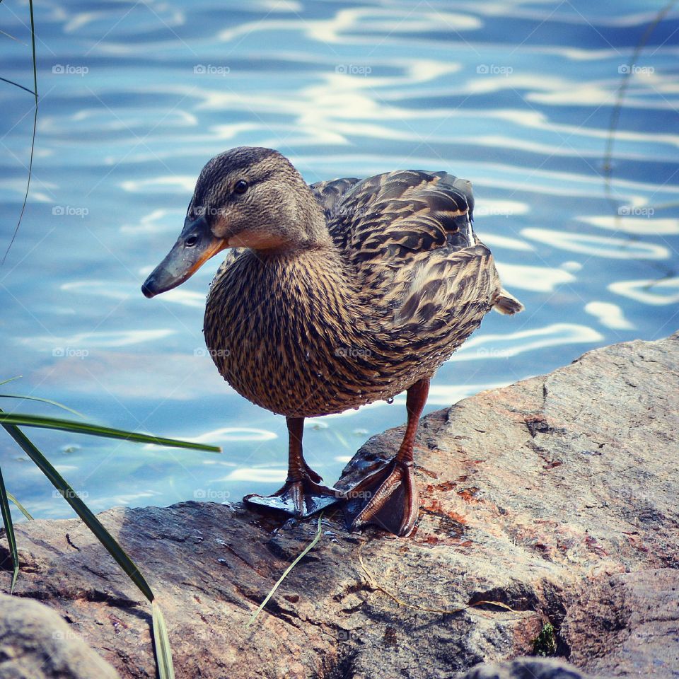 Female mallard duck 