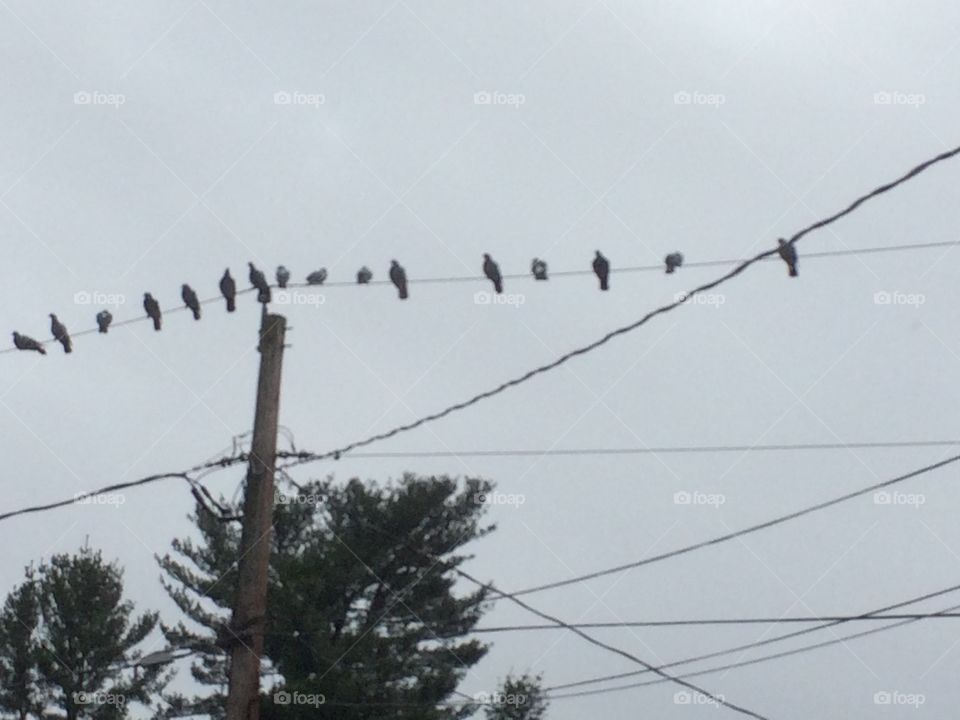 Birds on the line 