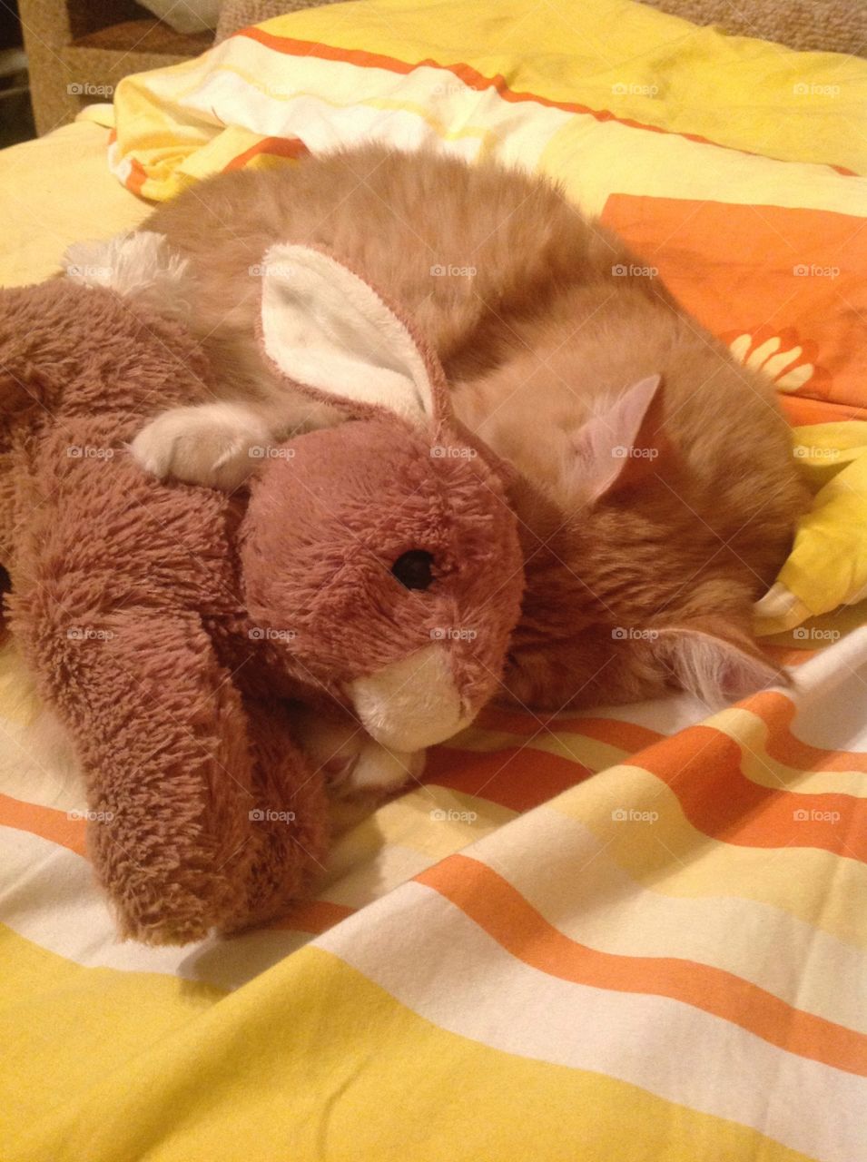 Rabbit and cat