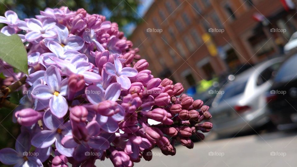 Floral in the City 💜🏢 Plants 💜🏢