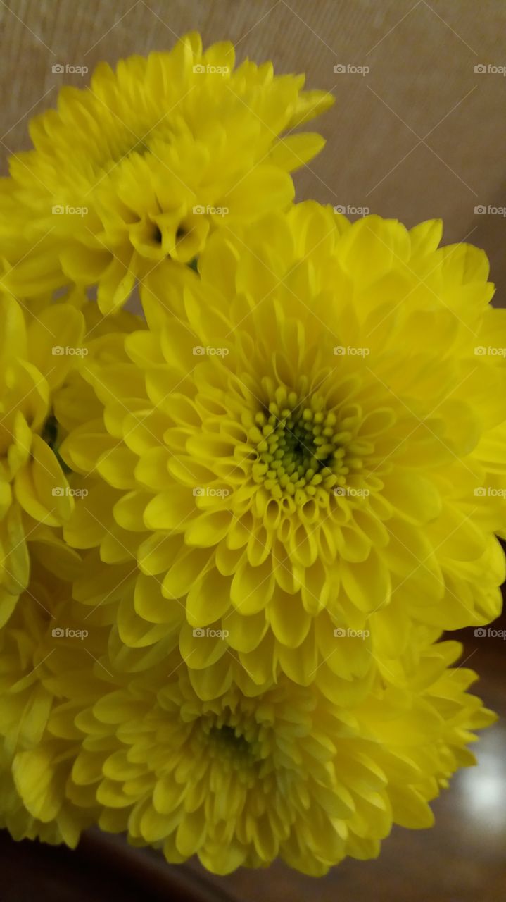 yellow colour flower