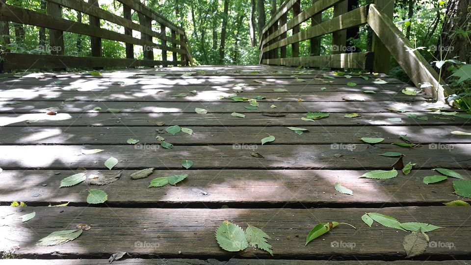 Woodland Bridge