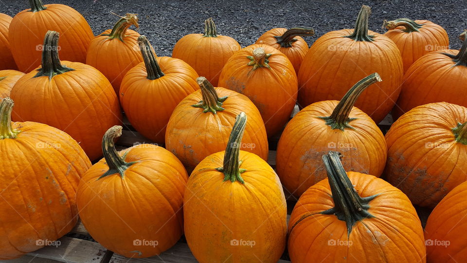 It's a pumpkin season!