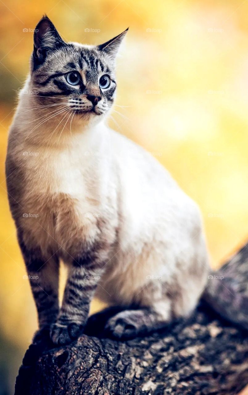 nice pet it's call cat nice look mini miau big and nice look cat ladies like this pet