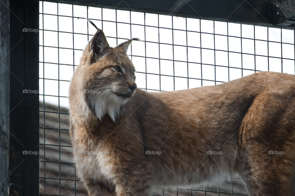 Lynx looking majestic