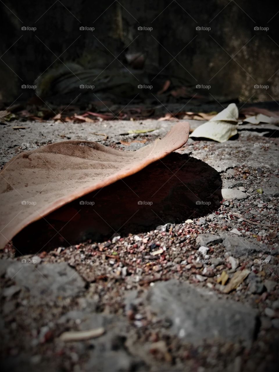 Dry leaf: Autumn, brown dead leaf, dry