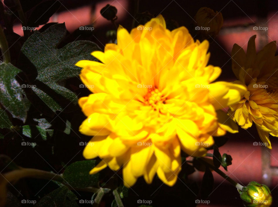 yellow nature flower outdoors by blackpearl079