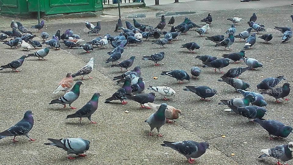 Pidgeons