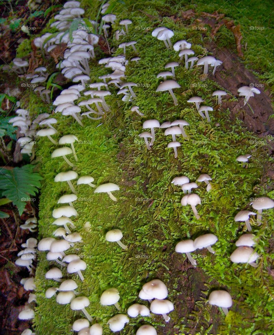 Log of mushrooms