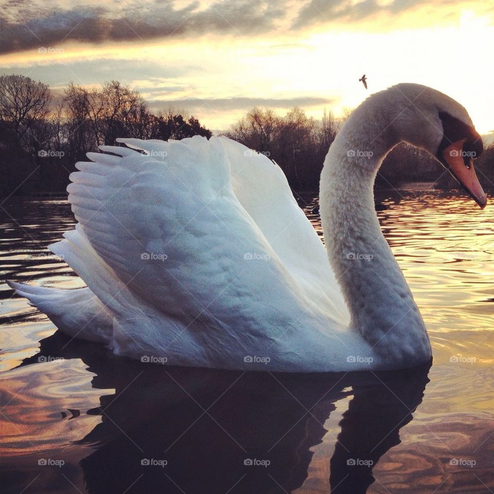 Swan 