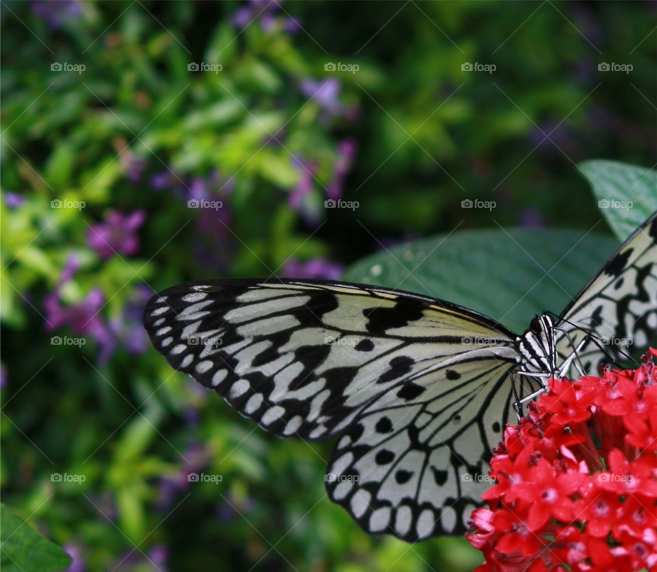 A black and white butterfly resting on a red flower 