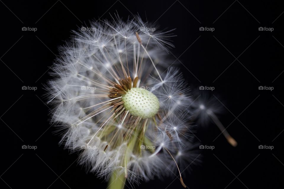 Dried dandelion on black background