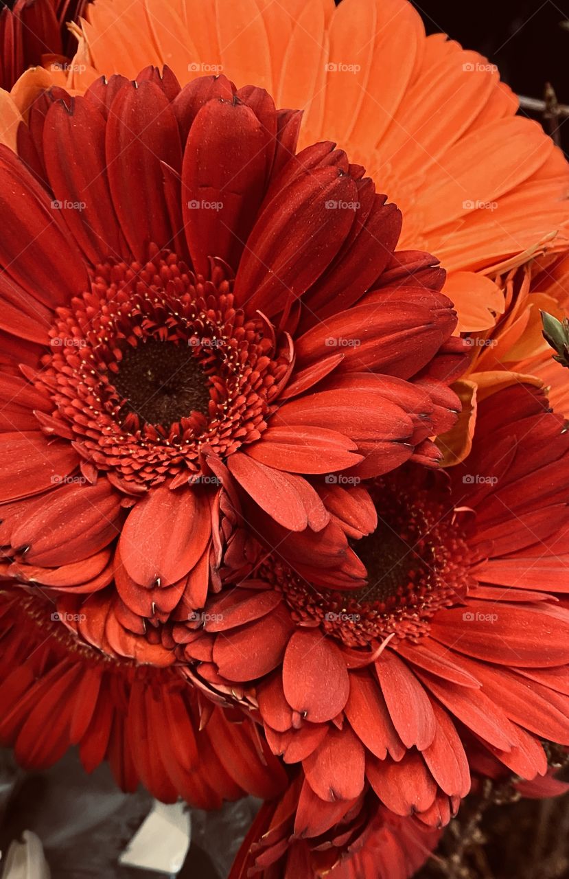 Full Bloom Gerber Daisy Red, Orange fresh Wrapped. 