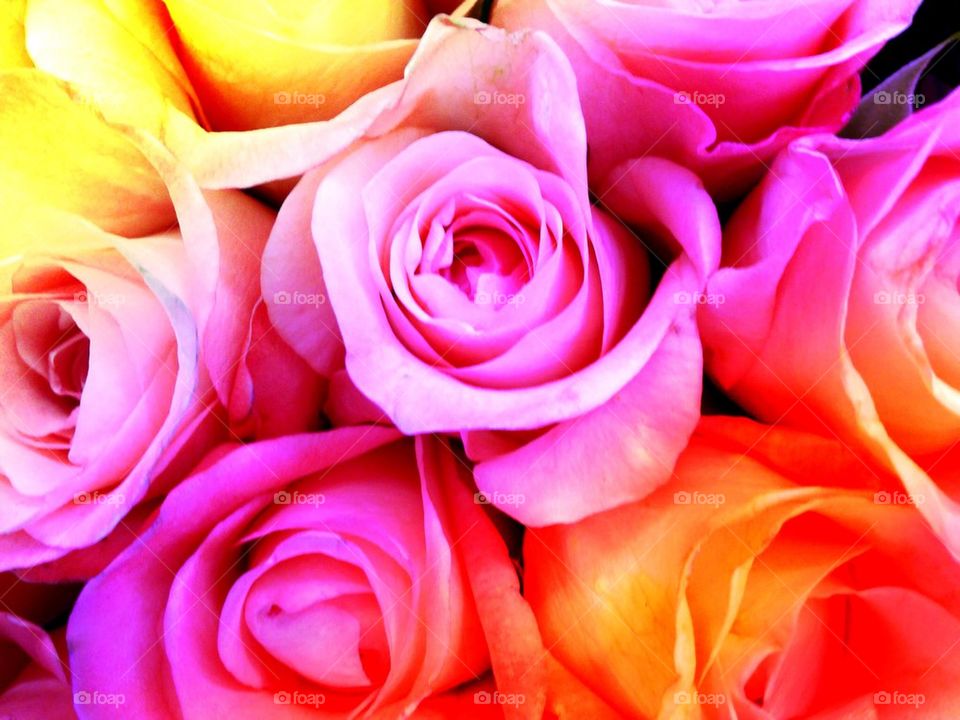 Rainbow rose bouquet