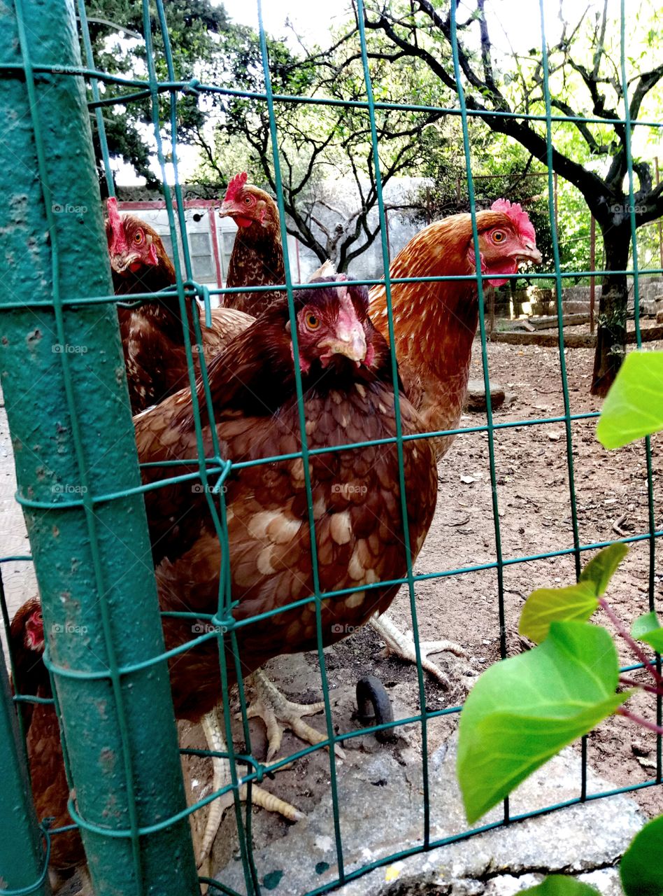 Curious hens