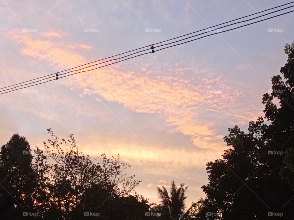 light morning trees amazing