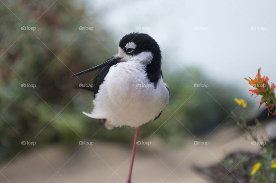 white black sleeping bird by stephenkirsh