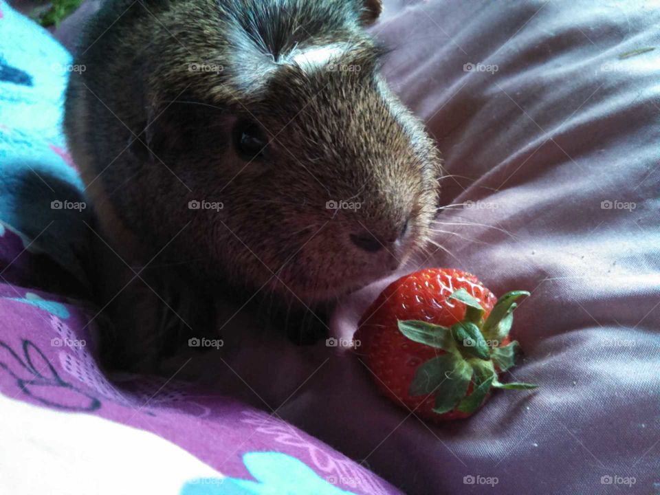 Norman and the strawberry