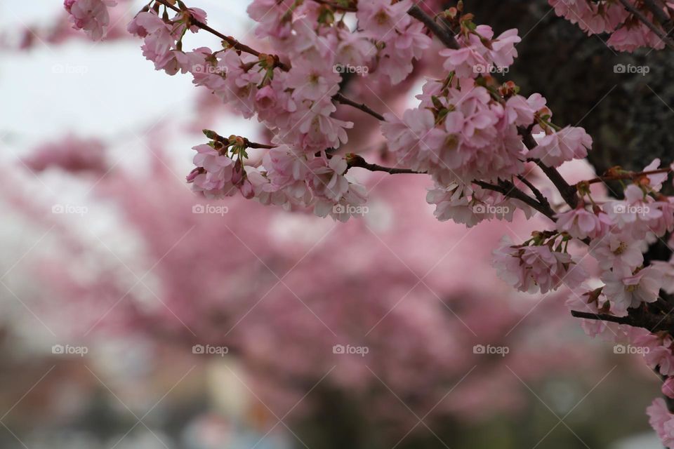 Cherry tree blossoms 