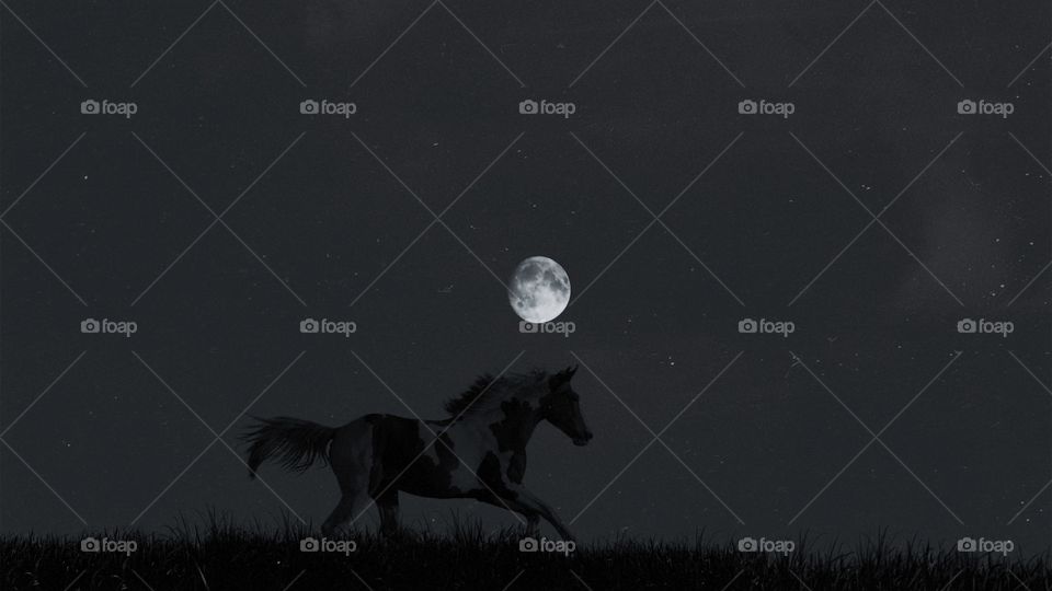 Horse and moon in black and white