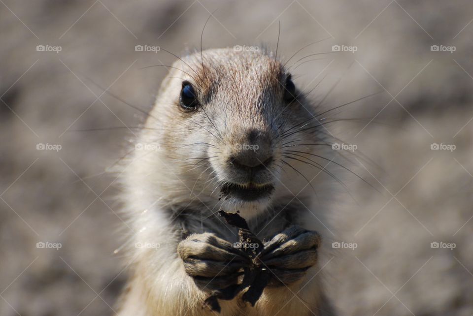 Prairiedog