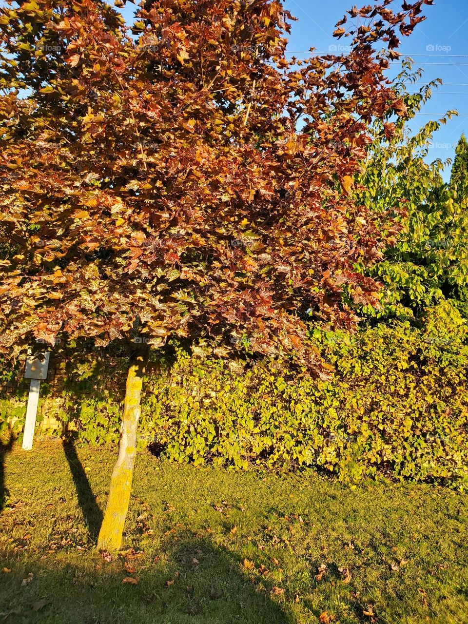 As summer fades, the first sign of autumn begins to appear. The change in color of leaves captures me the most with the feeling of the cozy anticipation of autumn.