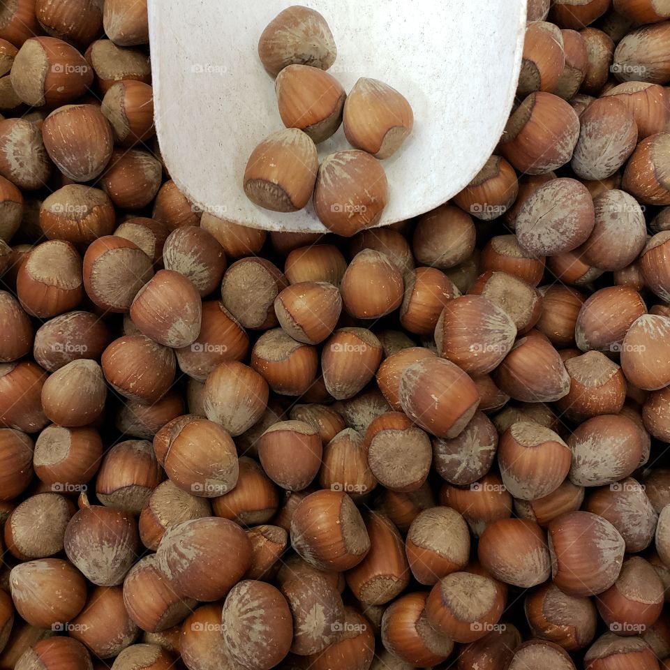 Closeup details and texture of freshly harvested hazelnuts in the fall