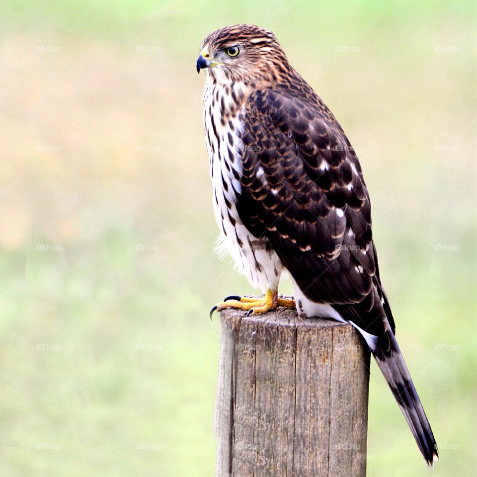Hawk sitting on wooden post