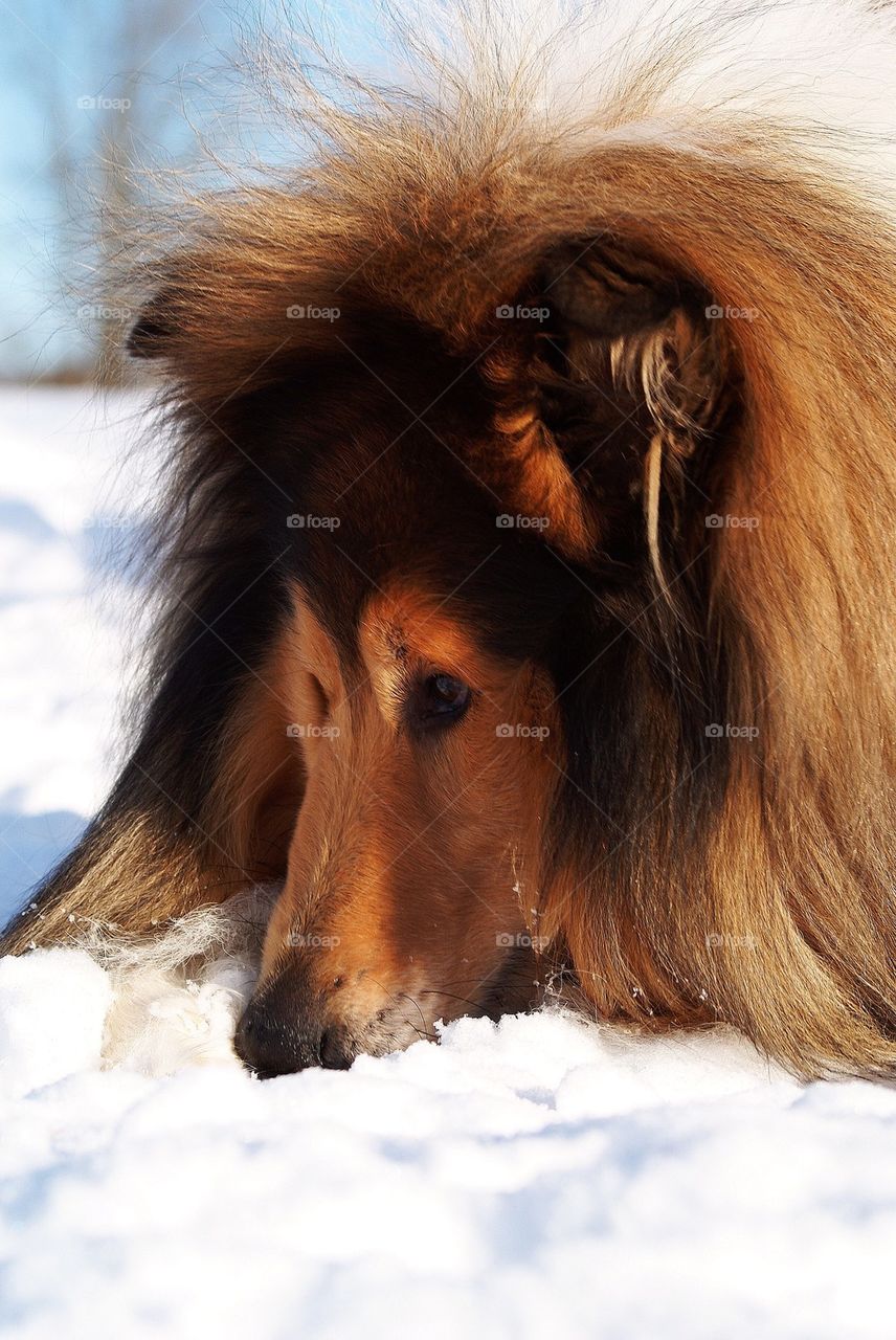 Rough collie