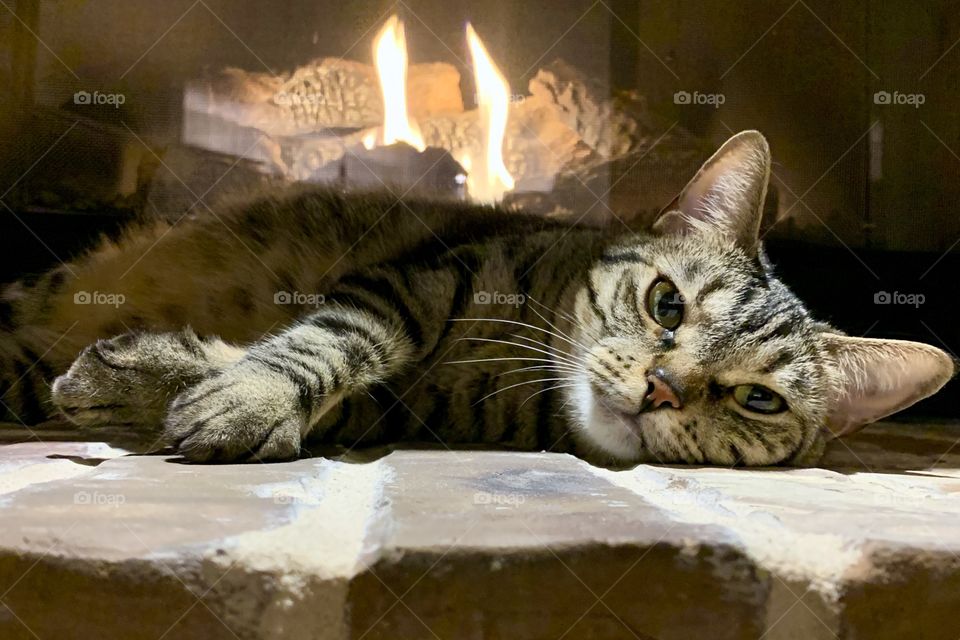 Lucy getting keep in warm by the fire on a cold winter night. 