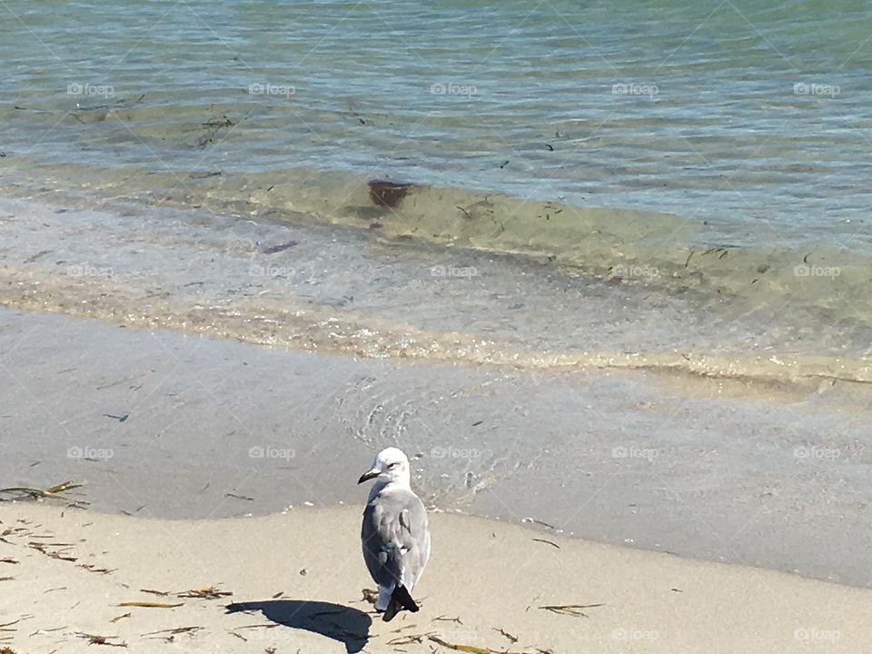 Seagull at the beach.
