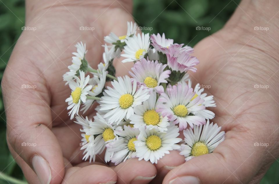 Daisies on hand palms