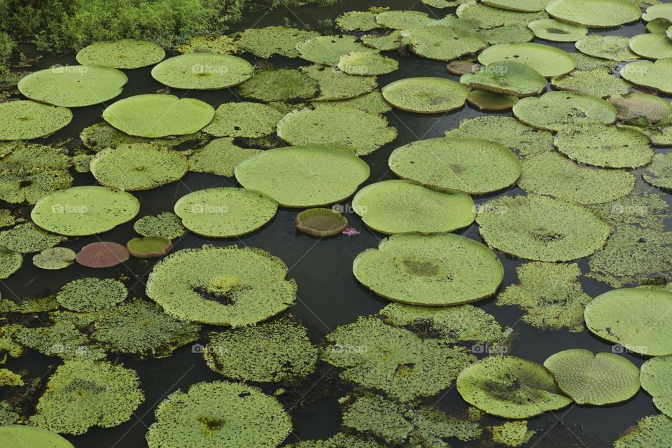 Vitoria regia in Manaus Brazil.