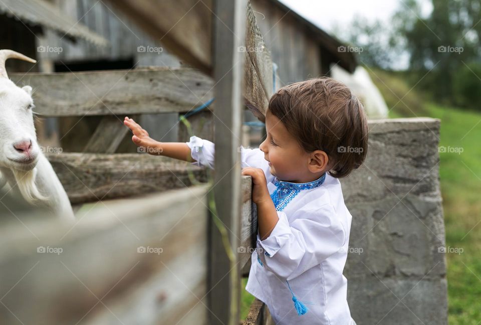 a little boy of three years old, feeds goats on a farm, helps his parents in a country house, countryside 