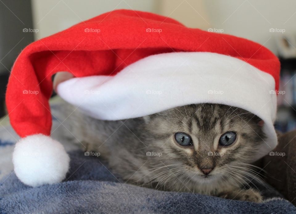 Christmas kitty